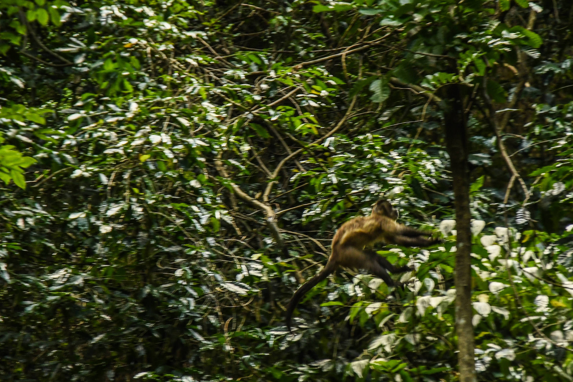 A imagem mostra um macaco saltando entre as árvores em uma floresta densa. O fundo é composto por uma vegetação verdejante, com folhas e galhos que criam um ambiente natural e exuberante. A luz que penetra pelas folhas destaca a agilidade do animal em seu habitat.