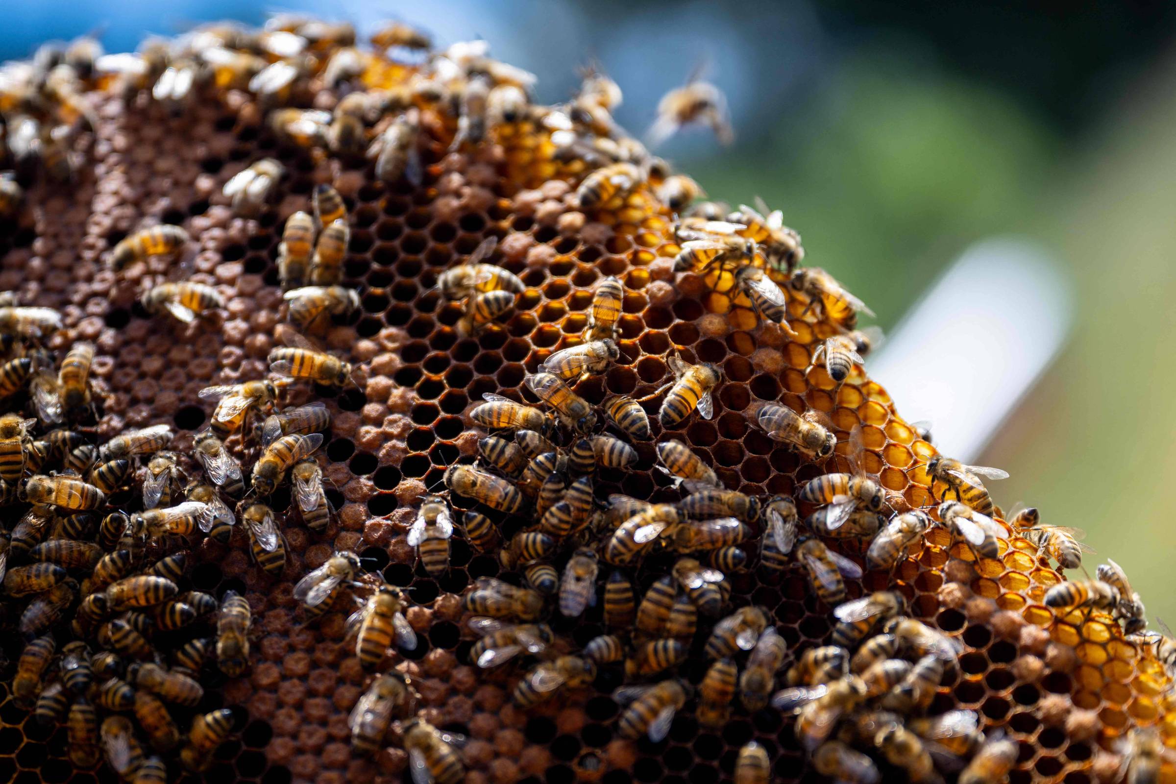 A imagem mostra uma colmeia com várias abelhas operárias e rainhas sobre uma estrutura de favo de mel. As abelhas estão distribuídas por toda a superfície do favo, que é de cor âmbar e apresenta hexágonos característicos. O fundo é desfocado, sugerindo um ambiente natural.