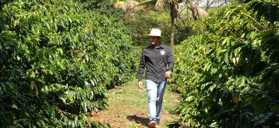 Após geada e perdas, produtor de café recomeça negócio em Araraquara | ASN São Paulo