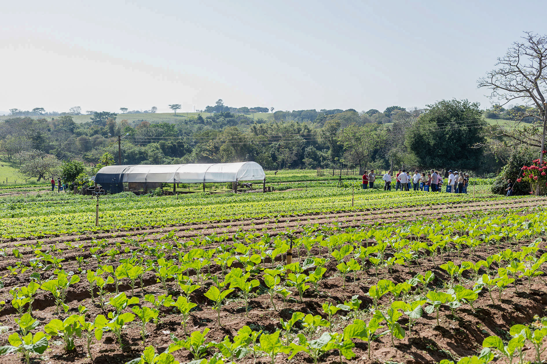 Capacitação gratuita foca em renda e profissionalização rural na região de Araçatuba | ASN São Paulo