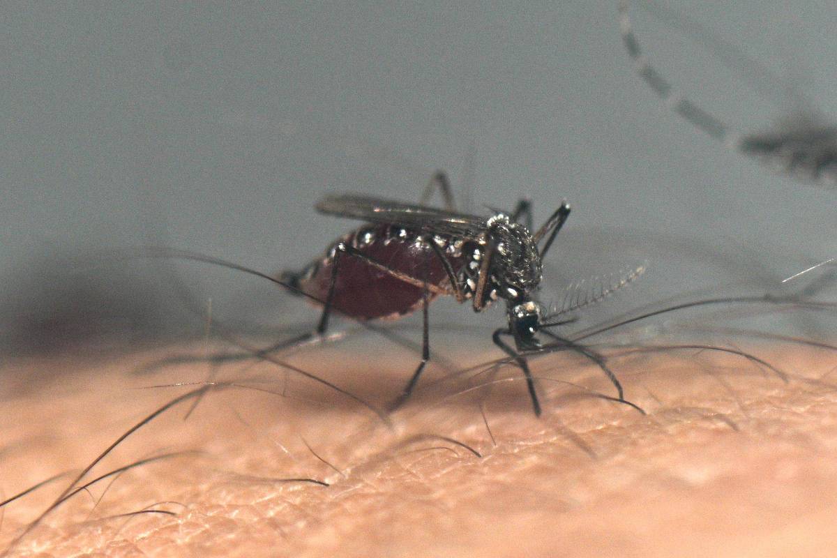 Mosquito na pele de uma pessoa