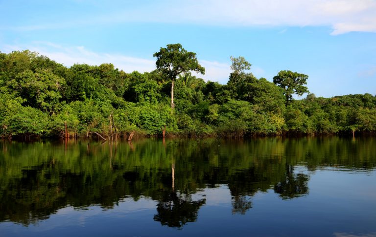 Imagem mostra vista de parte da floresta a partir de rio na Amazônia