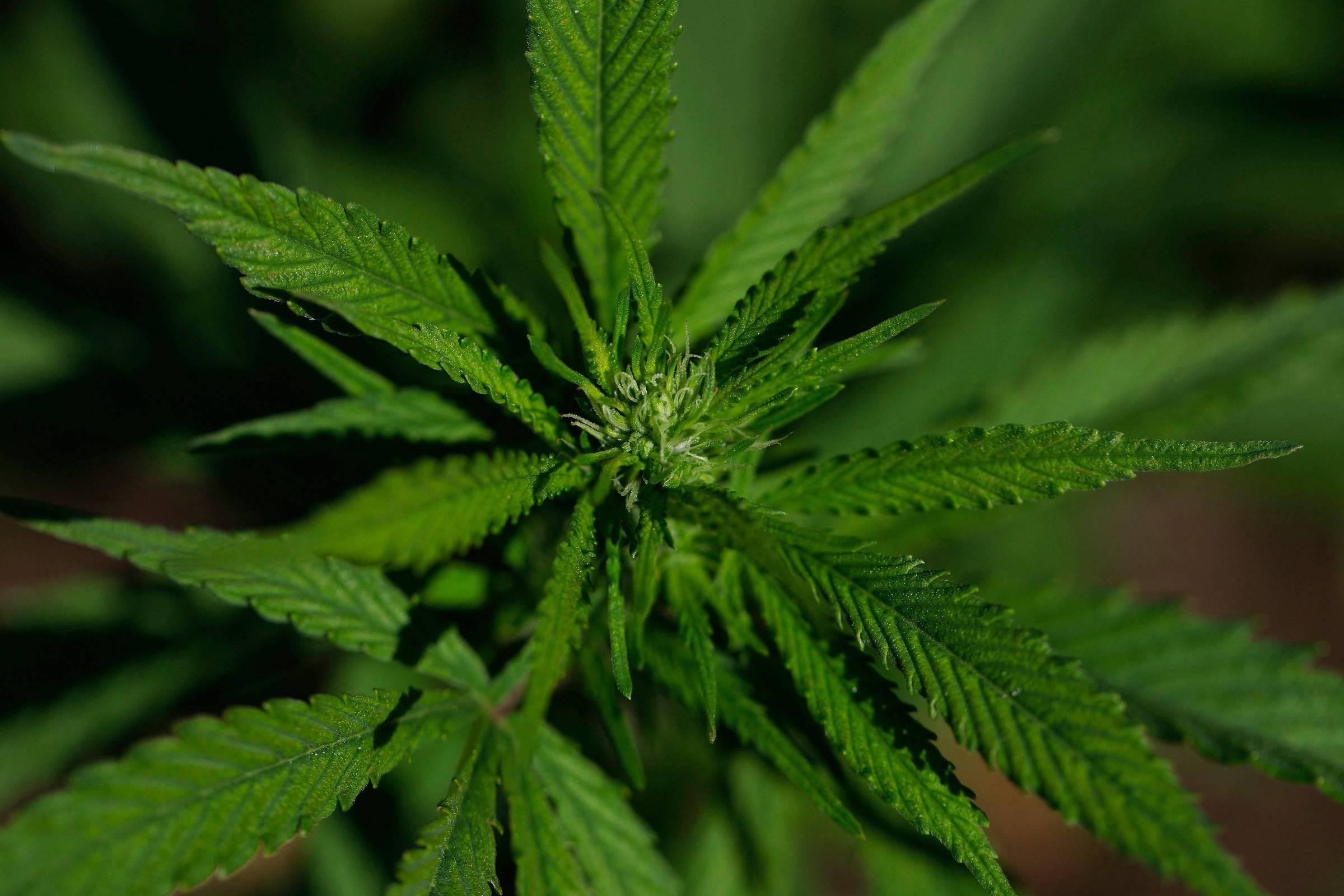 A imagem mostra uma planta de cannabis com folhas verdes e serrilhadas. As folhas estão dispostas em um padrão radial, com um foco central que parece ter brotos. O fundo é desfocado, destacando a planta em primeiro plano.