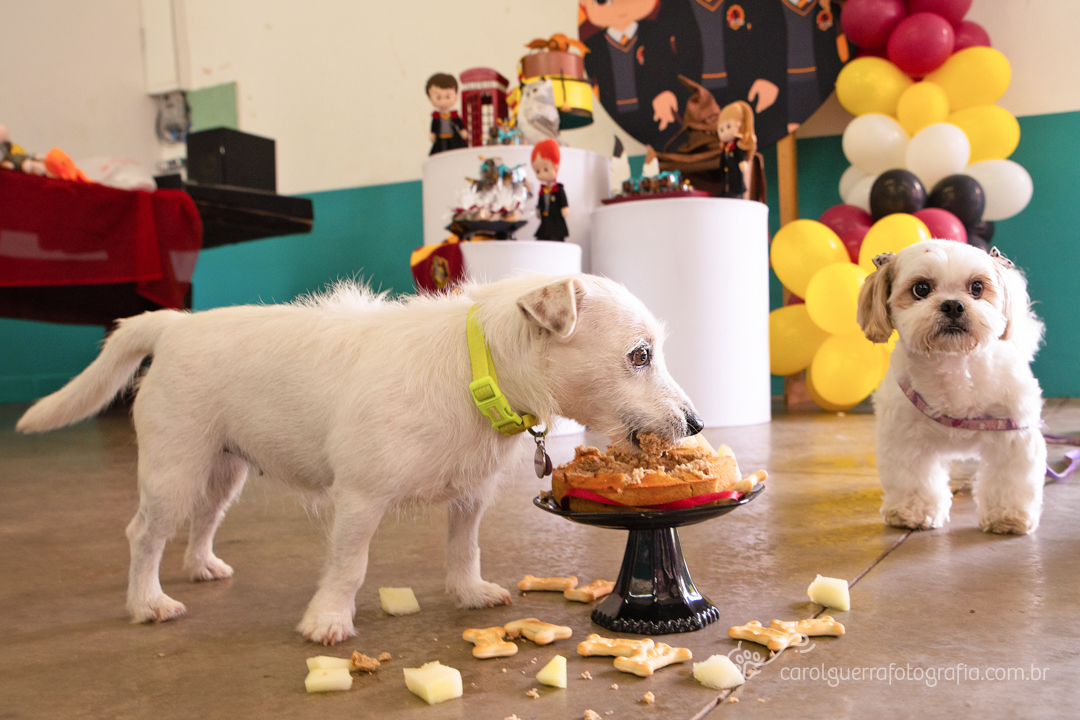 Hotéis e creches para cães se consolidam como oportunidade de negócio em Campinas | ASN São Paulo