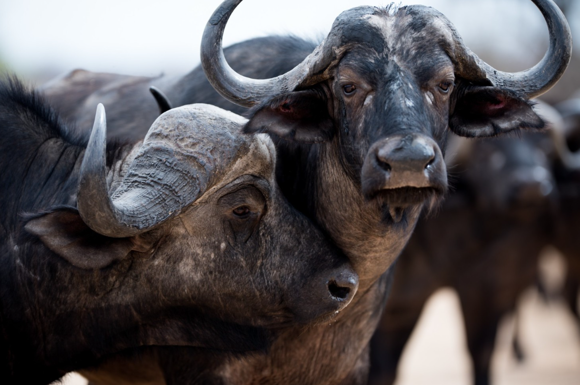 Projeto articula produtores e instituições para obter Indicação Geográfica do leite de búfala em Sarapuí | ASN São Paulo