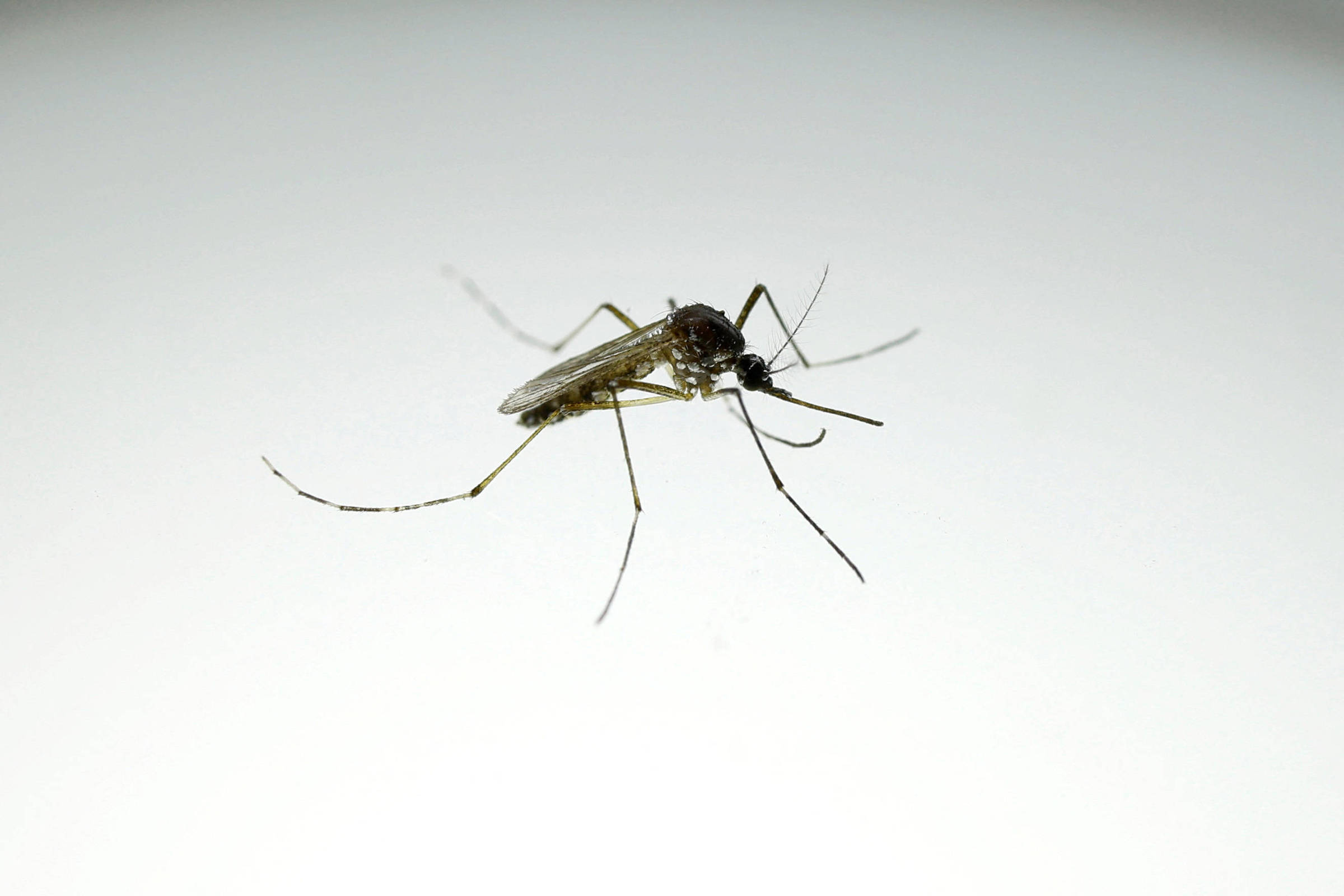 Mosquito com corpo escuro e pernas longas sobre fundo branco uniforme, em close que destaca detalhes das asas e antenas.