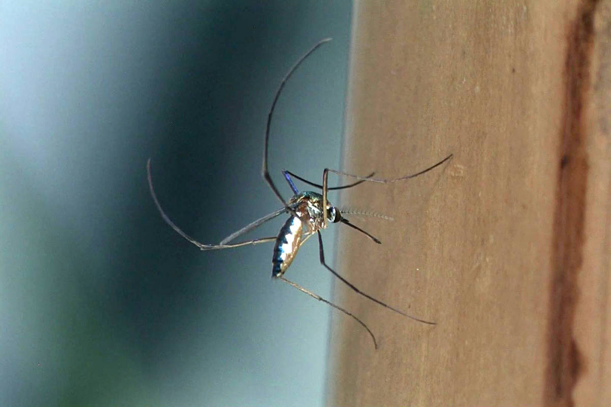 Mosquito com corpo preto e branco pousado em superfície marrom clara. Fundo desfocado em tons de azul e cinza.