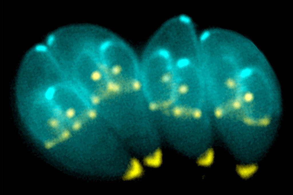 Toxoplasma gondii, an obligate intracellular human parasite, has a unique cytoskeletal apparatus that is probably used for invading host cells and for parasite replication. Shown here are images of T. gondii constructing daughter scaffolds within the mother cell.