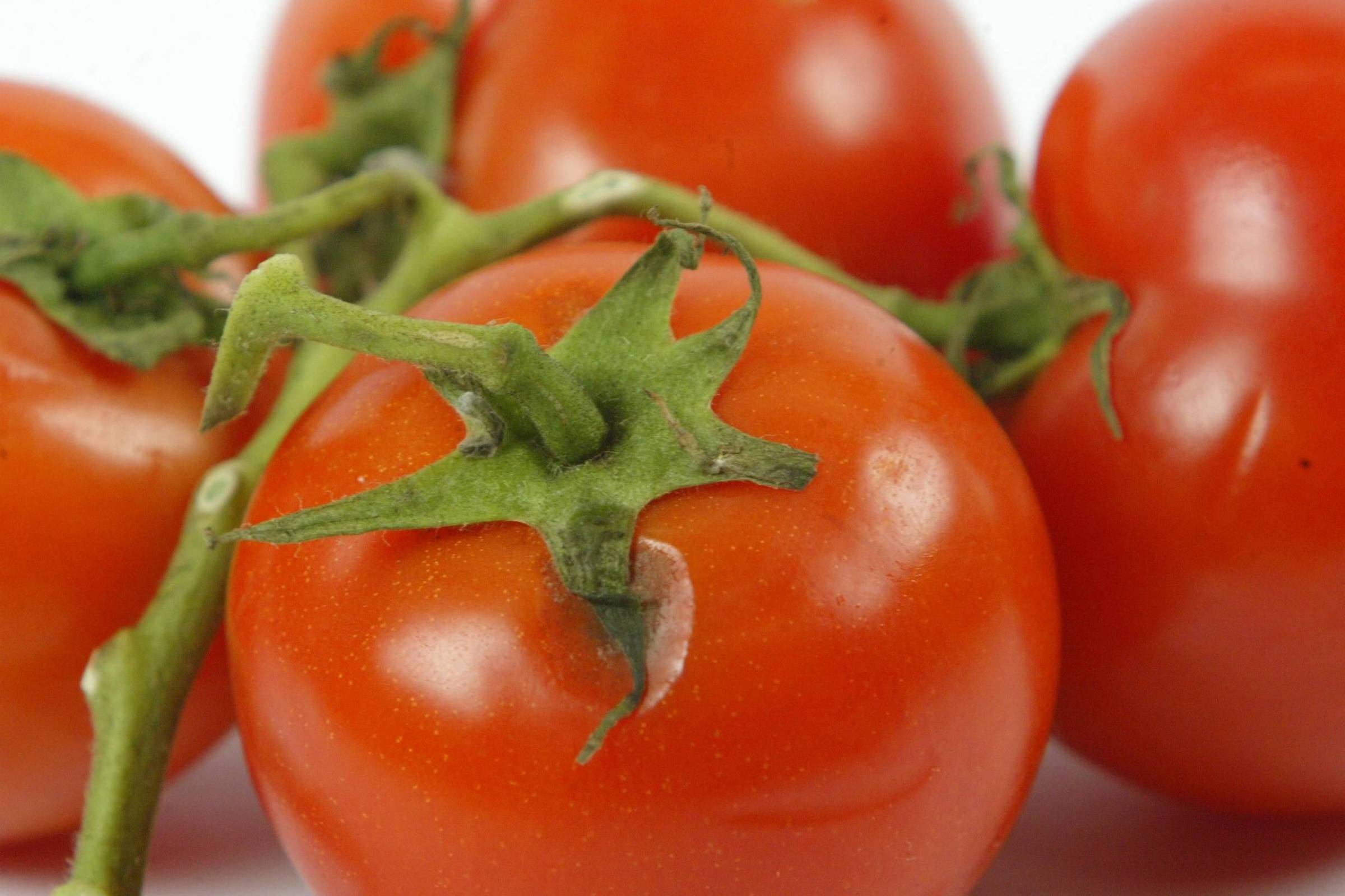 Tomates vermelhos maduros agrupados com caules verdes visíveis. A superfície dos tomates é lisa e brilhante, com destaque para um tomate em primeiro plano.