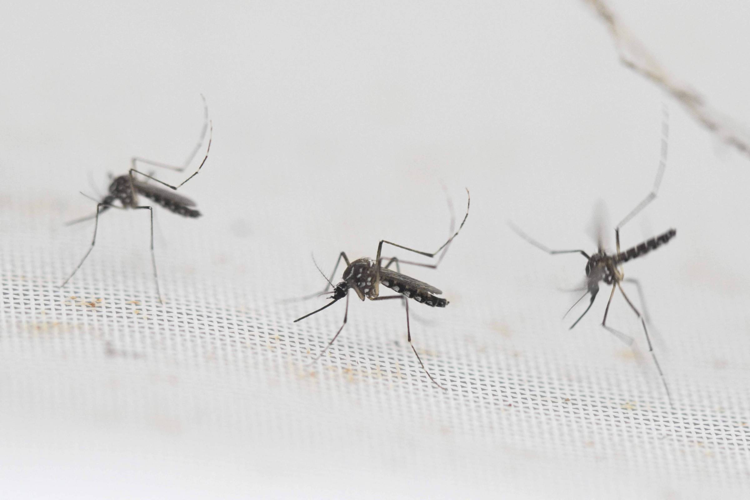 Três mosquitos pretos com pernas longas pousados sobre uma superfície branca texturizada, possivelmente uma tela ou tecido.